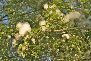 Window Cleaning Allergens