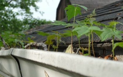 Who’s Living In Your Gutter?