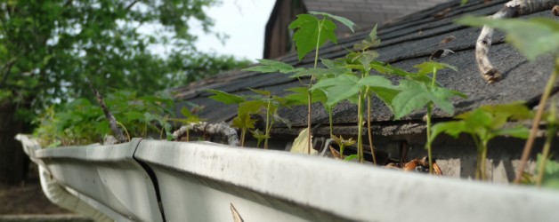 Who’s Living In Your Gutter?